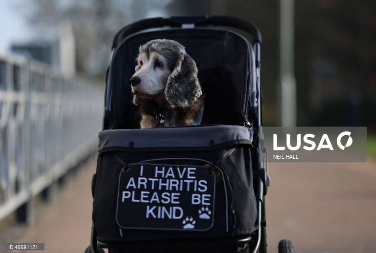 Reino Unido: Dia de abertura da exposição canina Crufts 2026, em Birmingham