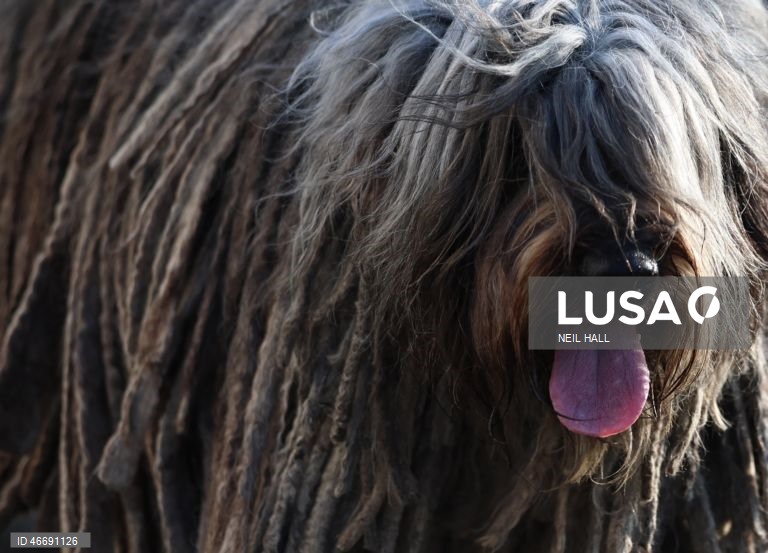 Reino Unido: Dia de abertura da exposição canina Crufts 2026, em Birmingham