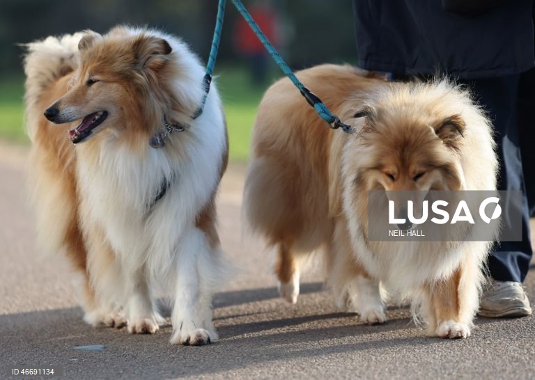 Reino Unido: Dia de abertura da exposição canina Crufts 2026, em Birmingham