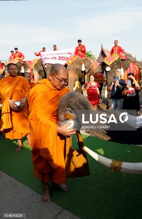 Tailândia: Monges budistas realizam bençãos no Dia Nacional do Elefante