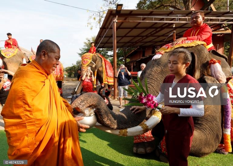 Tailândia: Monges budistas realizam bençãos no Dia Nacional do Elefante