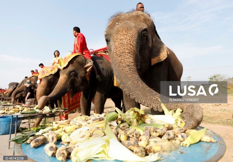 Tailândia: Monges budistas realizam bençãos no Dia Nacional do Elefante
