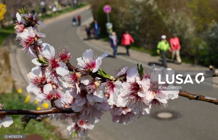 Alemanha: Amendoeiras em flor em Gimmeldingen 