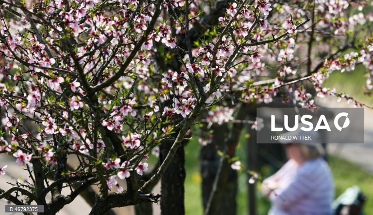 Alemanha: Amendoeiras em flor em Gimmeldingen 