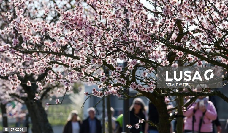 Alemanha: Amendoeiras em flor em Gimmeldingen 