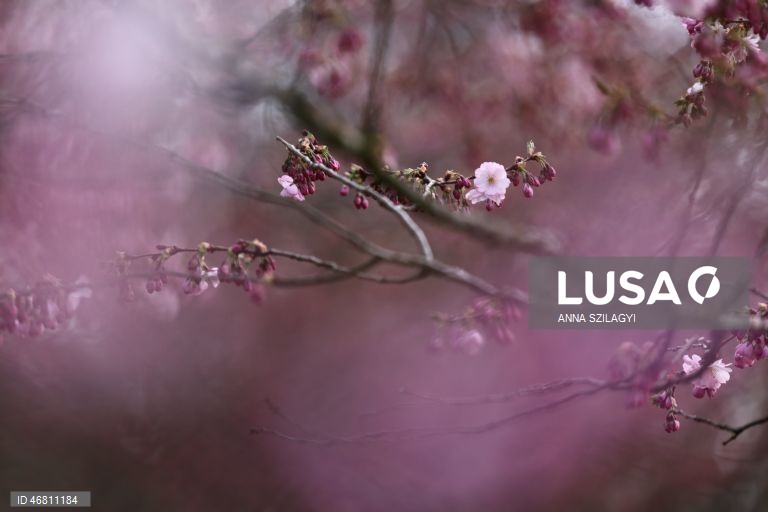 Alemanha: Cerejeiras em flor em Munique