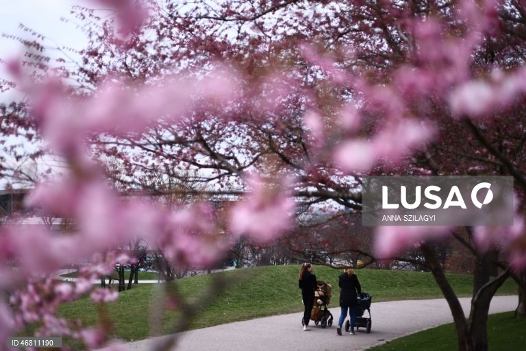 Alemanha: Cerejeiras em flor em Munique