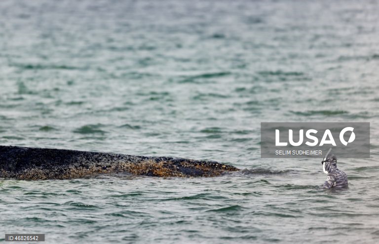 Uma baleia encontra-se encalhada na costa do Mar Báltico, em Timmendorfer Strand na Alemanha