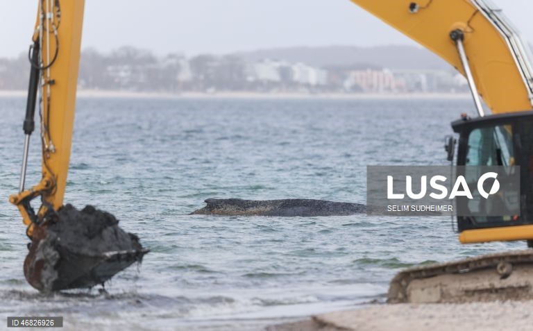 Uma baleia encontra-se encalhada na costa do Mar Báltico, em Timmendorfer Strand na Alemanha