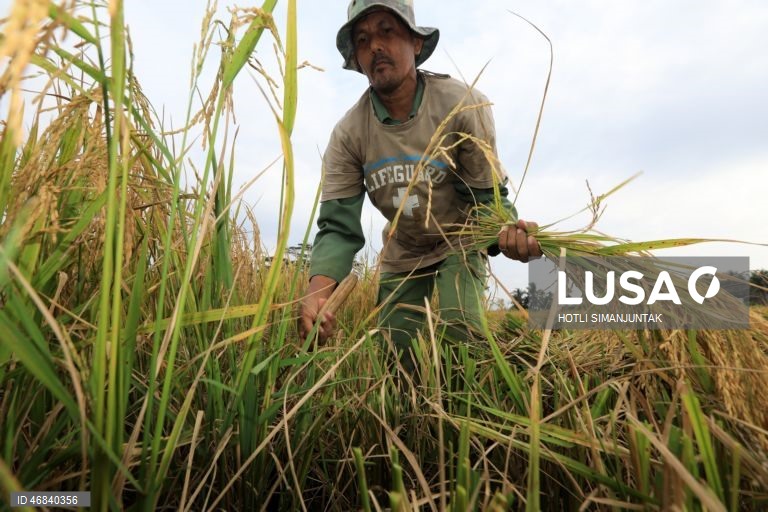 Agricultores colhem arroz durante a época da colheita em Lampeunurut, Aceh Besar, Indonésia, A Organização Mundial do Comércio (OMC) alertou que a guerra no Médio Oriente tem o potencial de desencadear uma crise global de fertilizantes e pode ameaçar a segurança alimentar mundial devido à escassez e ao aumento dos preços. 