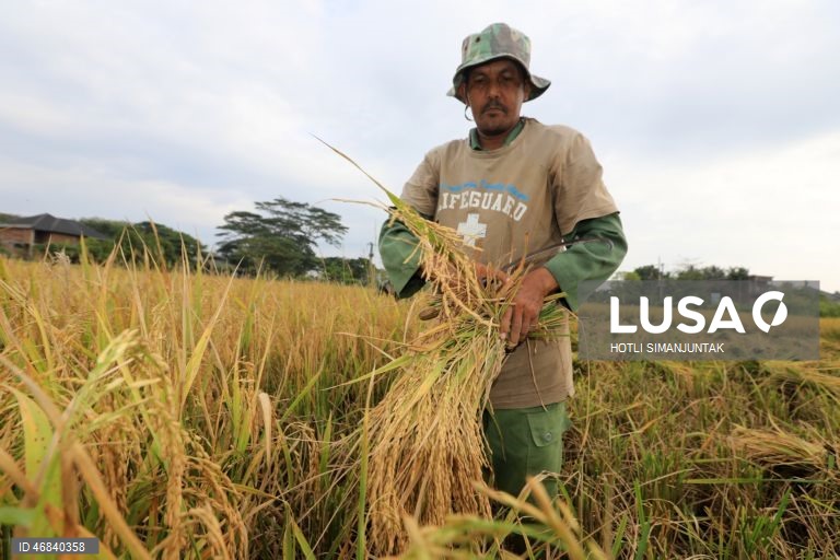 Agricultores colhem arroz durante a época da colheita em Lampeunurut, Aceh Besar, Indonésia, A Organização Mundial do Comércio (OMC) alertou que a guerra no Médio Oriente tem o potencial de desencadear uma crise global de fertilizantes e pode ameaçar a segurança alimentar mundial devido à escassez e ao aumento dos preços. 