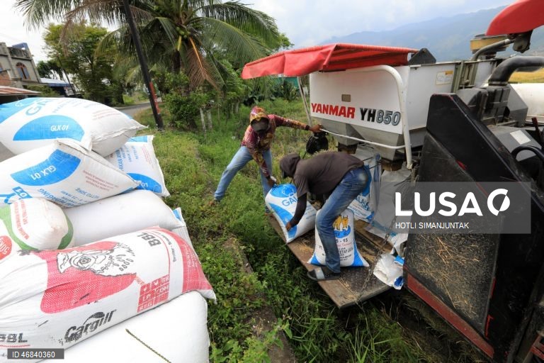 Agricultores colhem arroz durante a época da colheita em Lampeunurut, Aceh Besar, Indonésia, A Organização Mundial do Comércio (OMC) alertou que a guerra no Médio Oriente tem o potencial de desencadear uma crise global de fertilizantes e pode ameaçar a segurança alimentar mundial devido à escassez e ao aumento dos preços. 