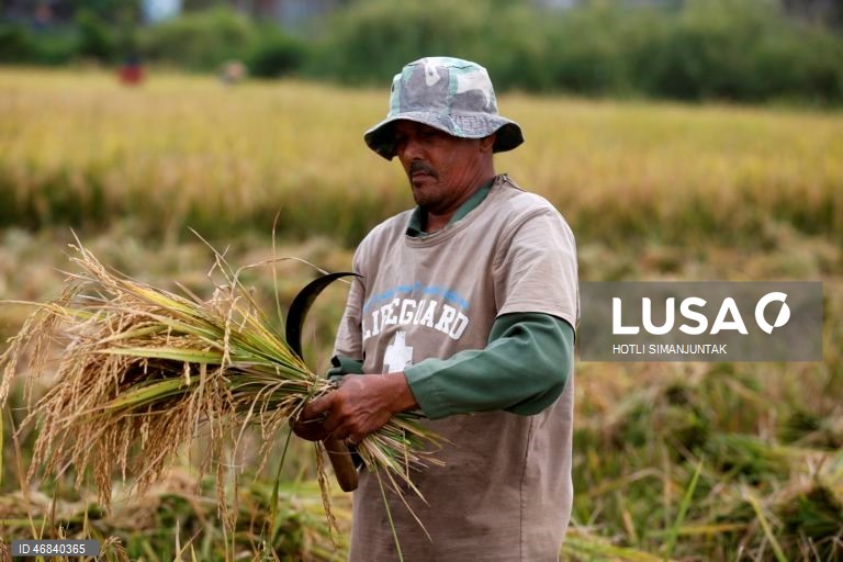 Agricultores colhem arroz durante a época da colheita em Lampeunurut, Aceh Besar, Indonésia, A Organização Mundial do Comércio (OMC) alertou que a guerra no Médio Oriente tem o potencial de desencadear uma crise global de fertilizantes e pode ameaçar a segurança alimentar mundial devido à escassez e ao aumento dos preços. 
