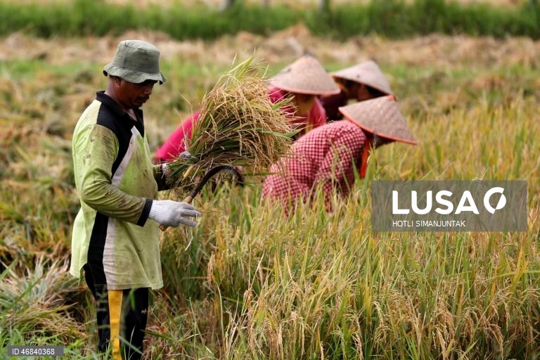 Agricultores colhem arroz durante a época da colheita em Lampeunurut, Aceh Besar, Indonésia, A Organização Mundial do Comércio (OMC) alertou que a guerra no Médio Oriente tem o potencial de desencadear uma crise global de fertilizantes e pode ameaçar a segurança alimentar mundial devido à escassez e ao aumento dos preços. 