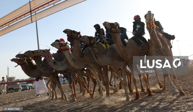 Dubai: Campeonato C1 da Série de Corridas de Camelos Fêmeas