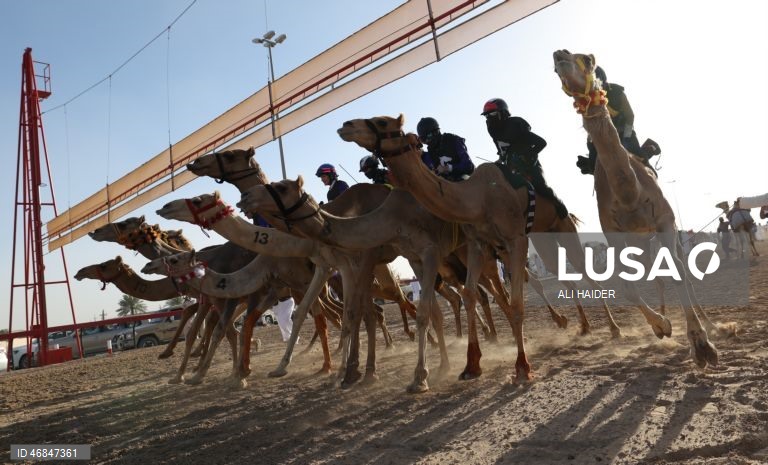 Dubai: Campeonato C1 da Série de Corridas de Camelos Fêmeas
