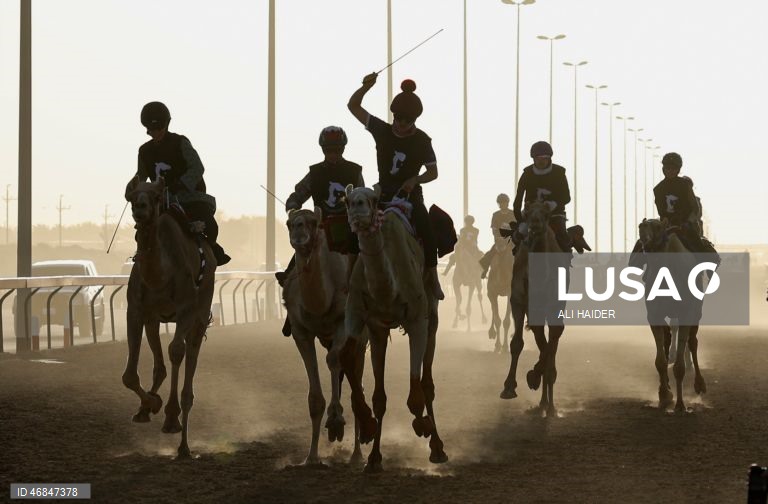 Dubai: Campeonato C1 da Série de Corridas de Camelos Fêmeas