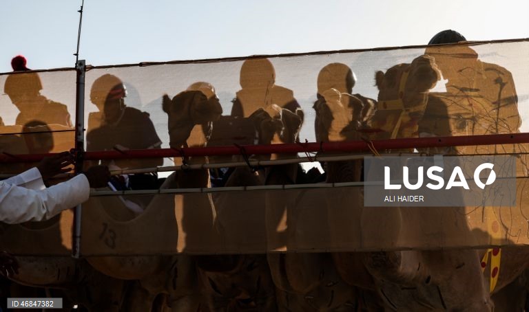 Dubai: Campeonato C1 da Série de Corridas de Camelos Fêmeas