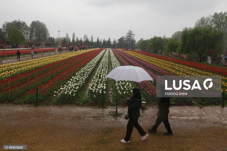 Índia: Jardim de tulipas do Memorial de Indira Gandhi em Srinagar