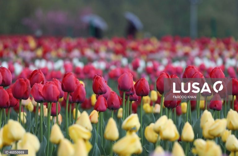 Índia: Jardim de tulipas do Memorial de Indira Gandhi em Srinagar