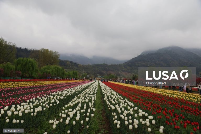 Índia: Jardim de tulipas do Memorial de Indira Gandhi em Srinagar