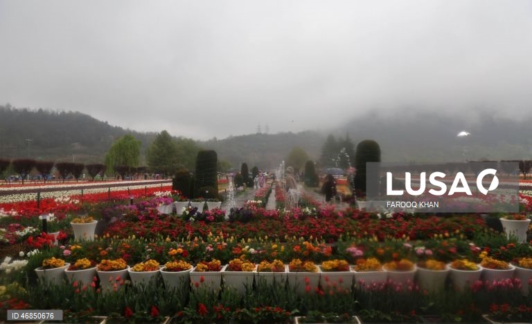 Índia: Jardim de tulipas do Memorial de Indira Gandhi em Srinagar