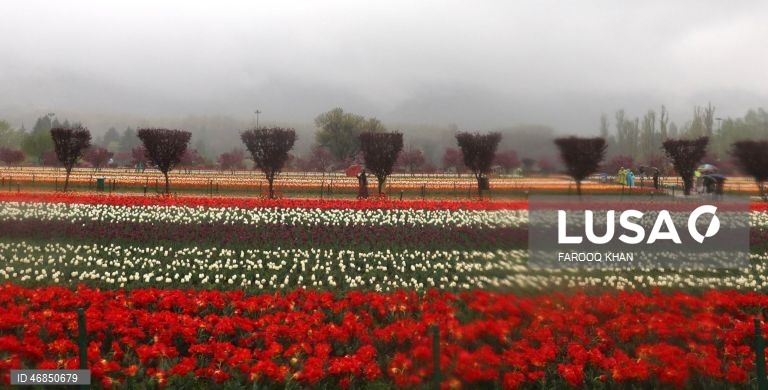 Índia: Jardim de tulipas do Memorial de Indira Gandhi em Srinagar