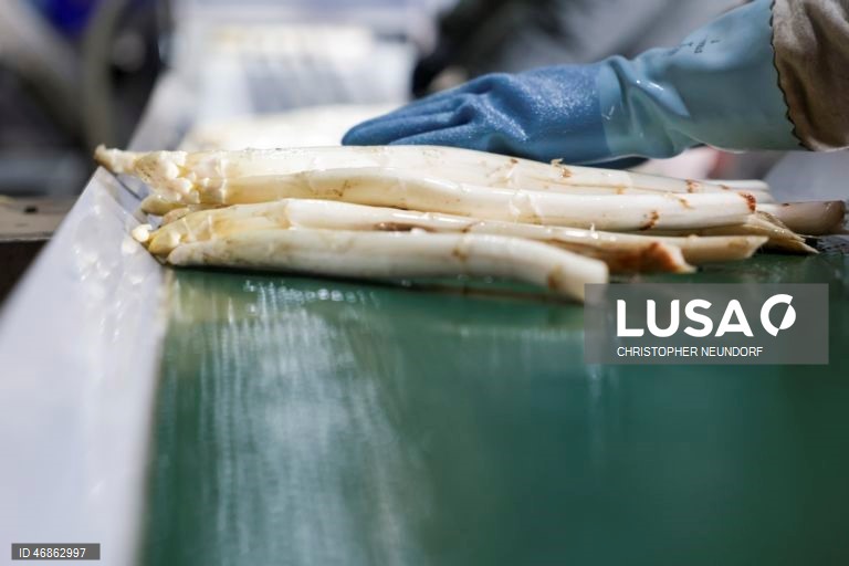 Alemanha: Colheita e embalamento de espargos em Herten