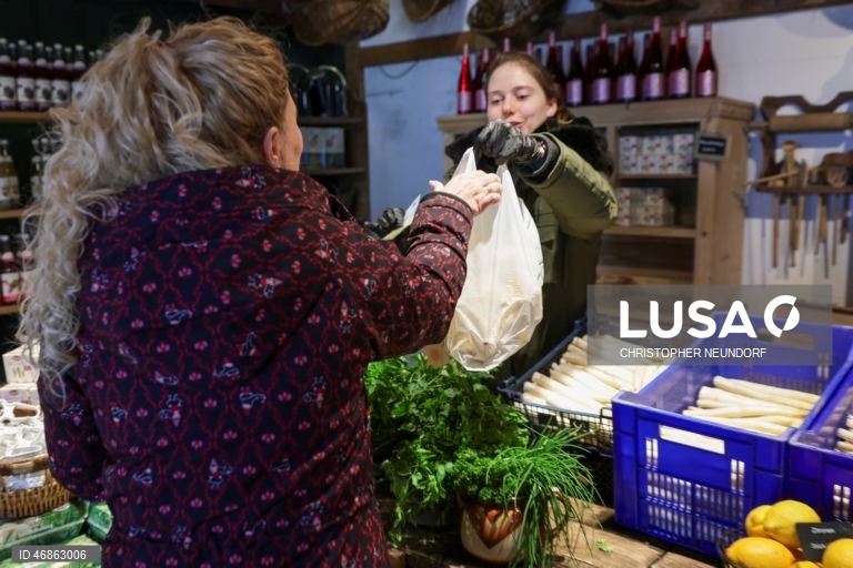 Alemanha: Colheita e embalamento de espargos em Herten