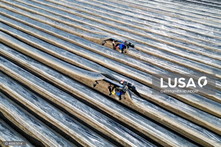 Alemanha: Colheita e embalamento de espargos em Herten