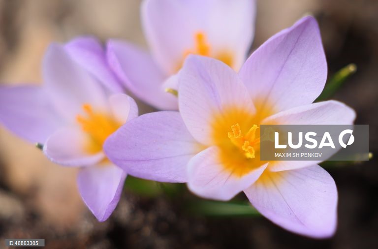 Rússia: Primeiras flores de Primavera em Moscovo