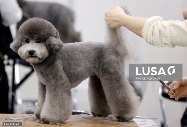 Exposição de animais de companhia Tóquio 2026