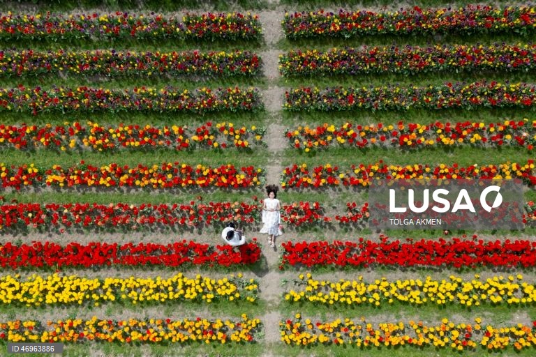 Grã-Bretanha: Campos de tulipas em St Albans, Hertfordshire