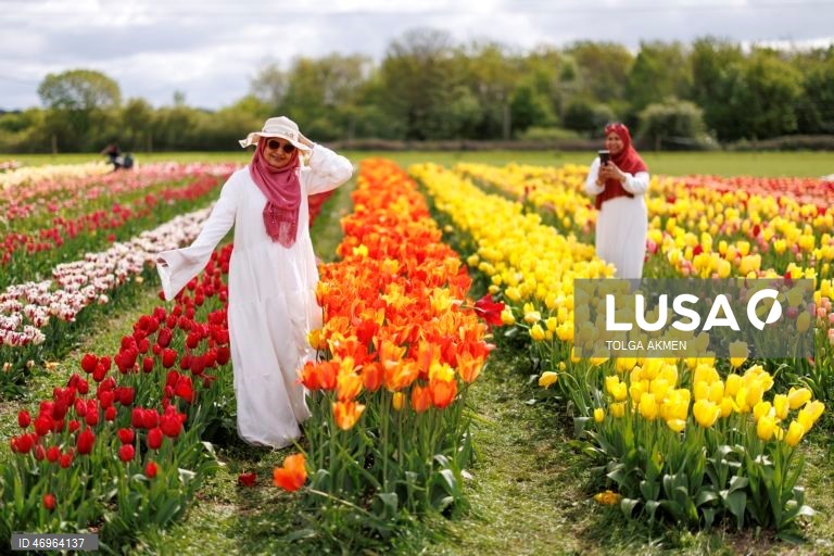 Grã-Bretanha: Campos de tulipas em St Albans, Hertfordshire