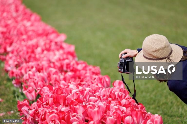 Grã-Bretanha: Campos de tulipas em St Albans, Hertfordshire