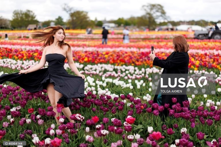 Grã-Bretanha: Campos de tulipas em St Albans, Hertfordshire