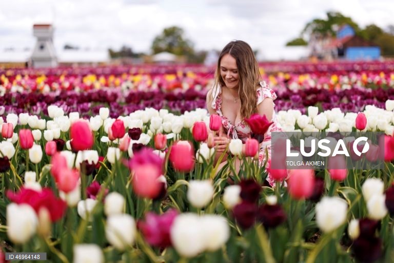 Grã-Bretanha: Campos de tulipas em St Albans, Hertfordshire