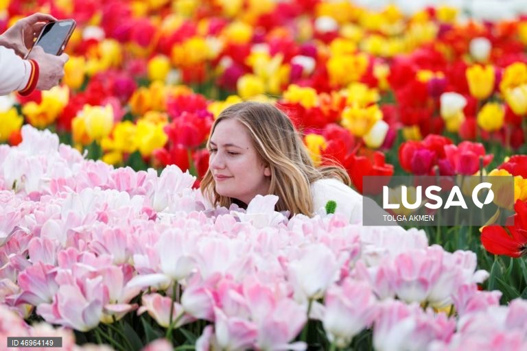 Grã-Bretanha: Campos de tulipas em St Albans, Hertfordshire