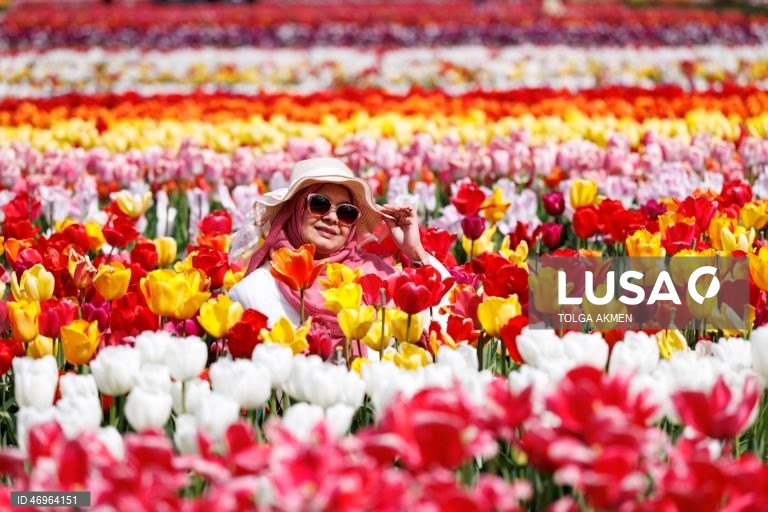 Grã-Bretanha: Campos de tulipas em St Albans, Hertfordshire