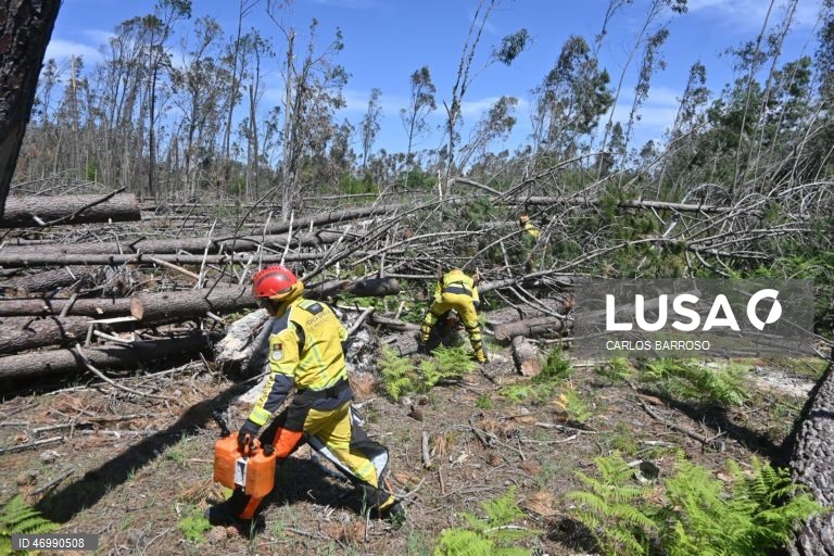 Sapadores florestais cortam arvores para garantir acessos aos pinhais em caso de emergências, em Marinha Grande, 24 de abril de 2026. As pessoas ainda aguardam que a vida volte ao normal na zona do Pinhal de Leiria, depois da passagem da tempestade Kristin a 28 de fevereiro. (ACOMPANHA TEXTO DE 27 DE ABRIL DE 2026). CARLOS BARROSO/LUSA