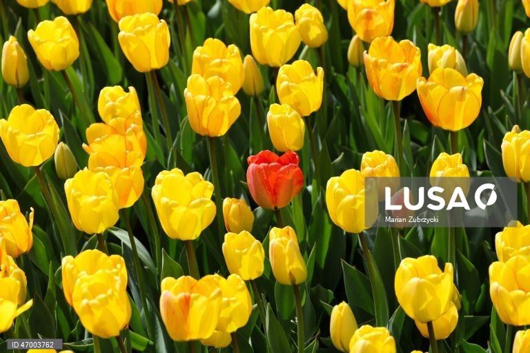 Polónia: Tulipas no Jardim Botânico de Lodz
