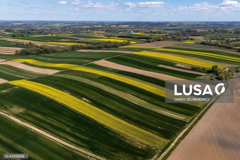Vista de um campo de colza em flor perto de Zuklin, no sudeste da Polónia.  A Polónia é um dos principais produtores da UE de colza para óleos alimentares de alta qualidade e biocombustíveis sustentáveis.