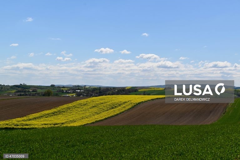 Vista de um campo de colza em flor perto de Zuklin, no sudeste da Polónia.  A Polónia é um dos principais produtores da UE de colza para óleos alimentares de alta qualidade e biocombustíveis sustentáveis.