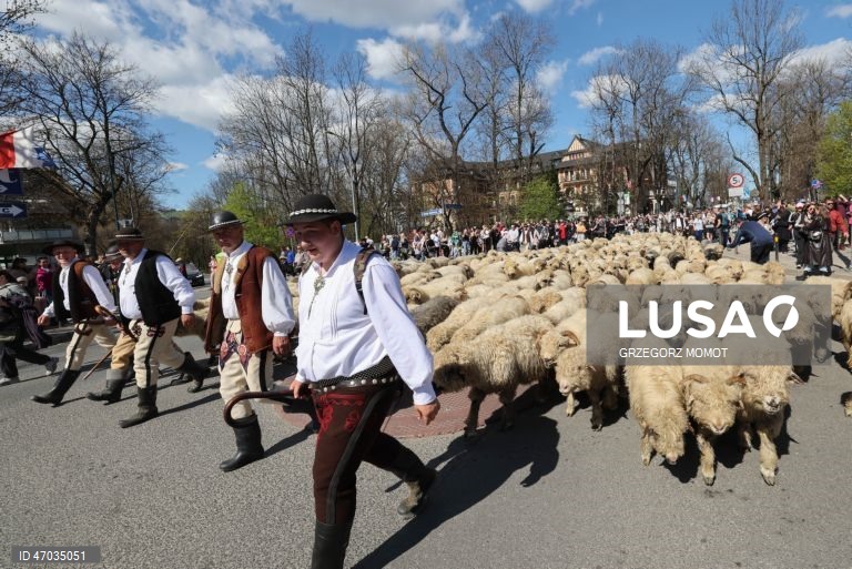 As pessoas observam enquanto ovelhas acompanhadas por pastores são conduzidas para pastagens de montanha durante a transumância de primavera (redyk) para Gorna Rowien Krupowa, no sul da Polónia. O Redyk, que se realiza nas Montanhas Tatra todas as primaveras, era no passado um evento muito apreciado, considerado um dos festivais anuais mais importantes na cultura dos pastores locais. 