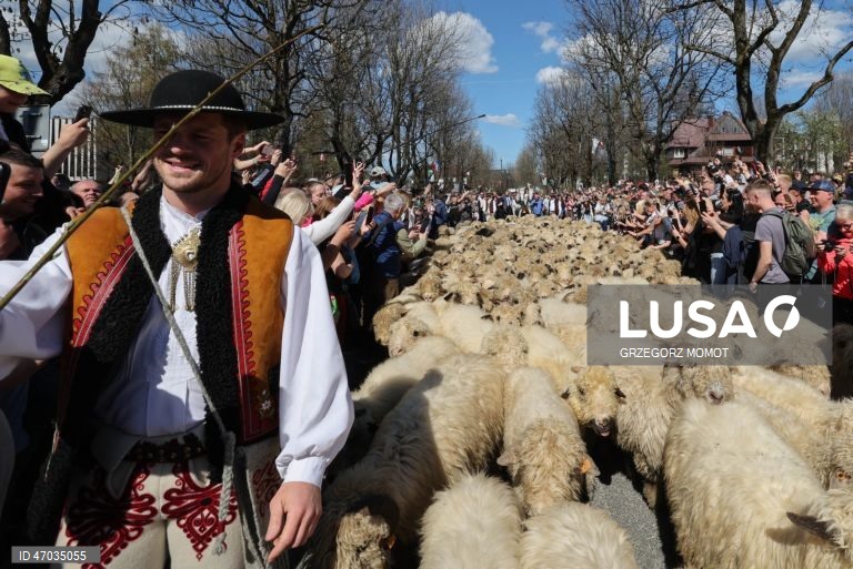 As pessoas observam enquanto ovelhas acompanhadas por pastores são conduzidas para pastagens de montanha durante a transumância de primavera (redyk) para Gorna Rowien Krupowa, no sul da Polónia. O Redyk, que se realiza nas Montanhas Tatra todas as primaveras, era no passado um evento muito apreciado, considerado um dos festivais anuais mais importantes na cultura dos pastores locais. 