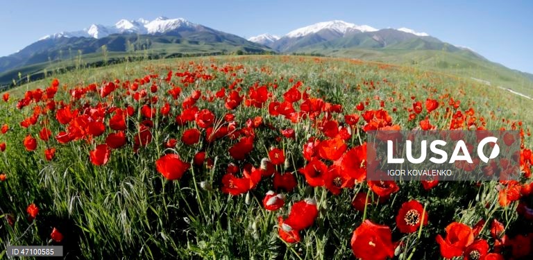 Quirguistão: Campo de papoilas nos arredores de Bishkek