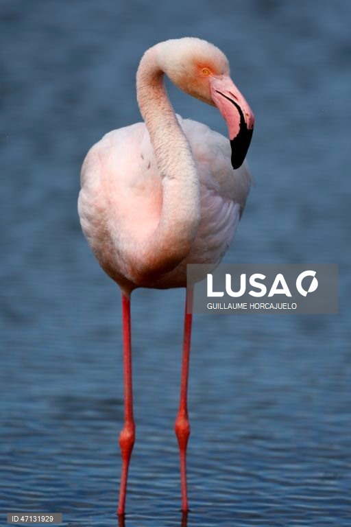 França: Observação de aves na Camarga
