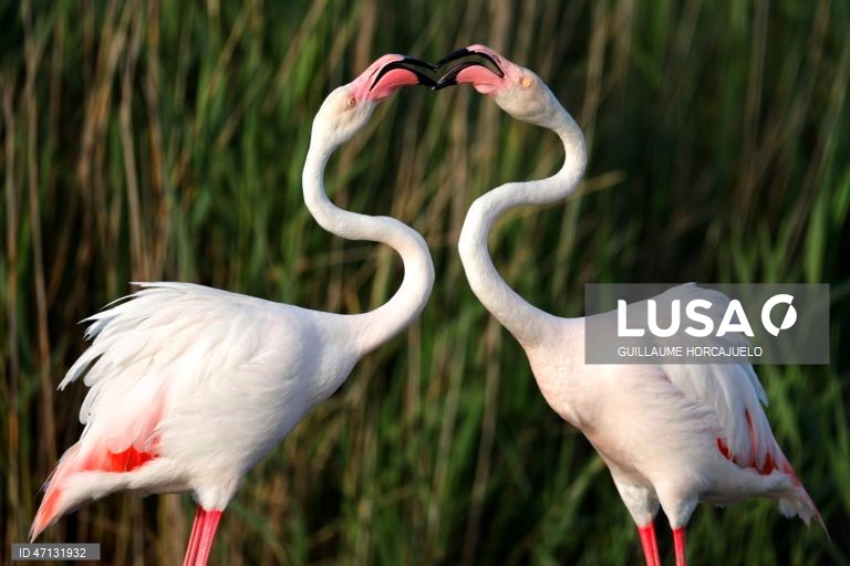 França: Observação de aves na Camarga