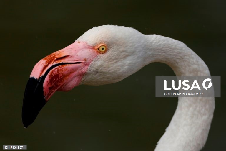 França: Observação de aves na Camarga