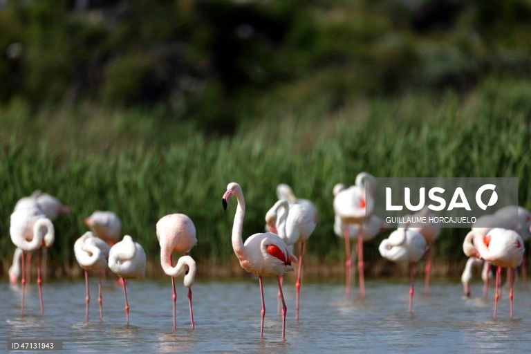 França: Observação de aves na Camarga